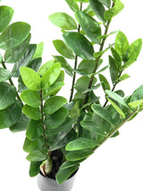 Artificial Zamifolia, 70cm
